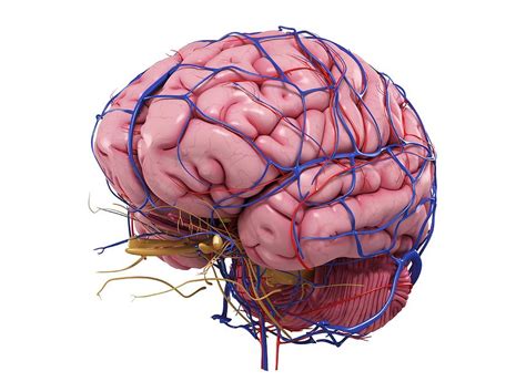 Human Brain Artwork Digital Art By Sciepro Fine Art America