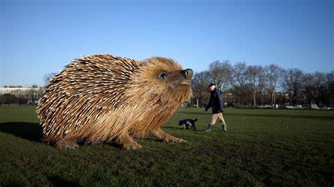 David Attenboroughs Giant Hedgehog David Attenboroughs Natural