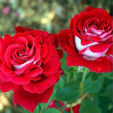 Beautiful Osiria Rose Vitalcute