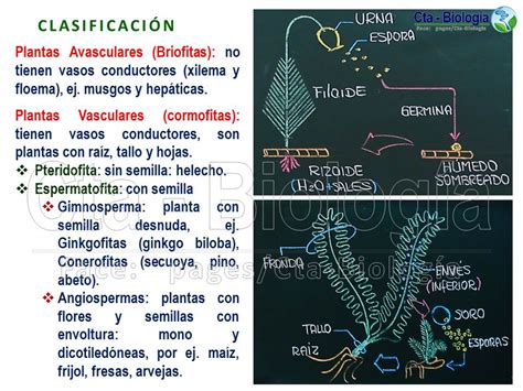 Biología Didáctica Ingeniería Sm Ii 14 Reino Plantae