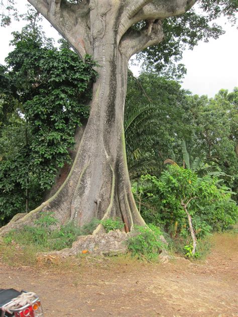 Ancient Maya Life Ceiba A Sacred Tree