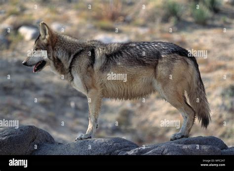Lobo Gris Mexicano Canis Lupus Baileyi Femenino En El Norte De México