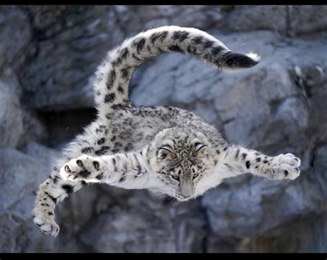A Snow Leopard In Japan Jumping Pc Sparklinganimals 9gag
