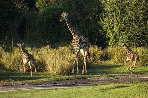Photos You Can Now See Two Baby Giraffes At Disneys Animal Kingdom