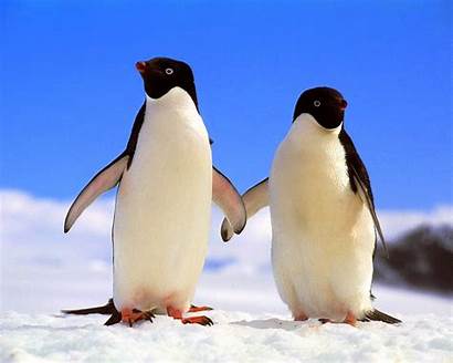 Wallpapers Penguins Penguin