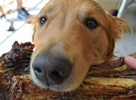Never, ever, ever give your dog pork bones. Can Dogs Eat Pork Rib Bones