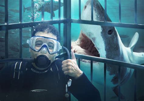 Shark Cage Shark Cage Ocean Fun Shark