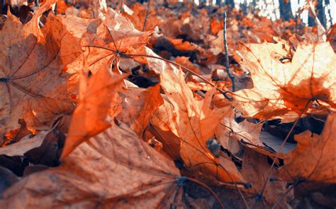 Dried Maple Oak Leaves Hd Wallpaper Wallpaper Flare