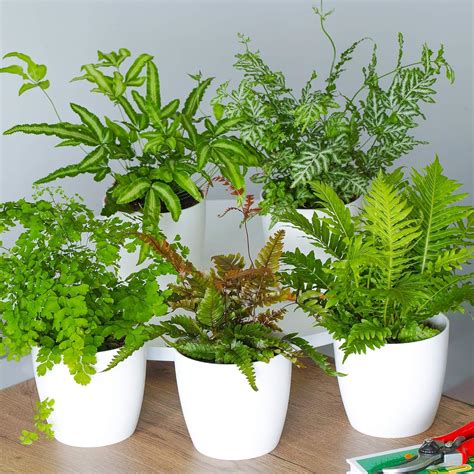 Fern Indoor House Plant Collection 3 Plant Selection Offering Lush