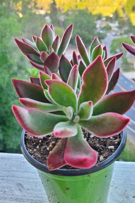 The zebra plant is another succulent option which tells you how it was given its name after one look at it. Pin on Exotic/Rare Succulents