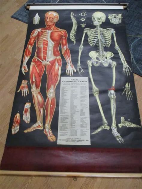 Vintage Cram Anatomical Chart Muscular Skeletal System 1950 Italy
