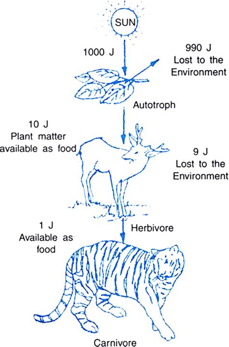 Describe With A Diagram How Energy Flows Through Different Trophic