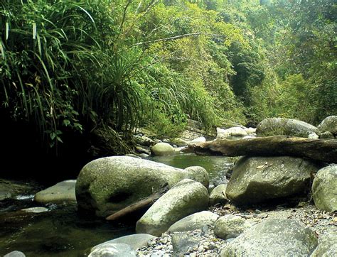 Palawan Rainforests One Earth