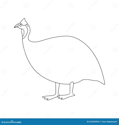 Guinea Fowl Bird Vector Illustration Side View Lining