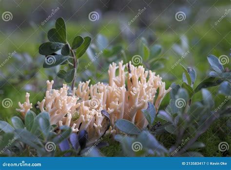 Pink Coral Fungus Ramaria Formosa Stock Image Image Of Formosa