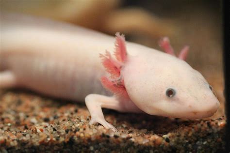 How Much Does An Axolotl Cost Animal Corner