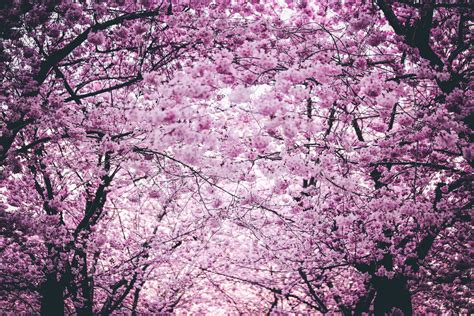 Free Images Tree Pink Spring Branch Flower Lilac Woody Plant