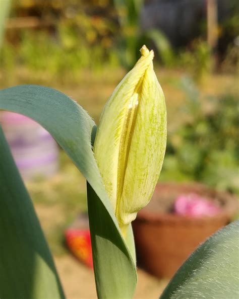 Diagnosis Tulip Buds Suddenly Dying Gardening And Landscaping Stack