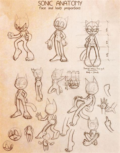 Sonic Anatomy Body Proportions By Fox Pop Cartoon Drawings Drawings