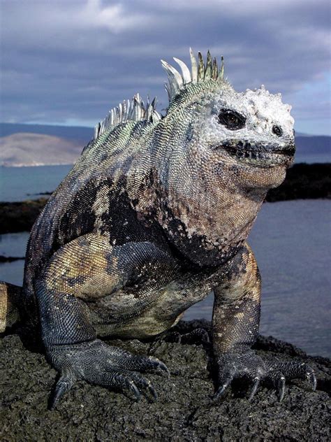 The Marine Iguanas Found On The Galapagos Are The Only Aquatic Lizards