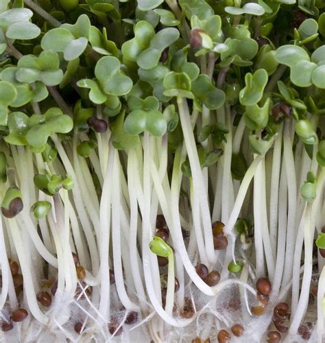 Broccoli Organic Sprouting Seeds West Coast Seeds