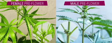 How To Grow Cannabis Indoors In Canada Cannabis Growing Canada