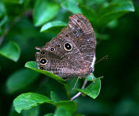 Melanitis Leda Common Evening Brown Butterfly