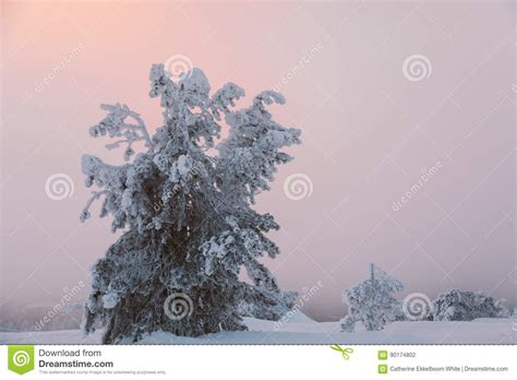 Frozen Tree Stock Photo Image Of Sunset Levi Lapland 90174802