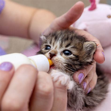 T Catalog Full Kitten Bellies Best Friends Animal Societys