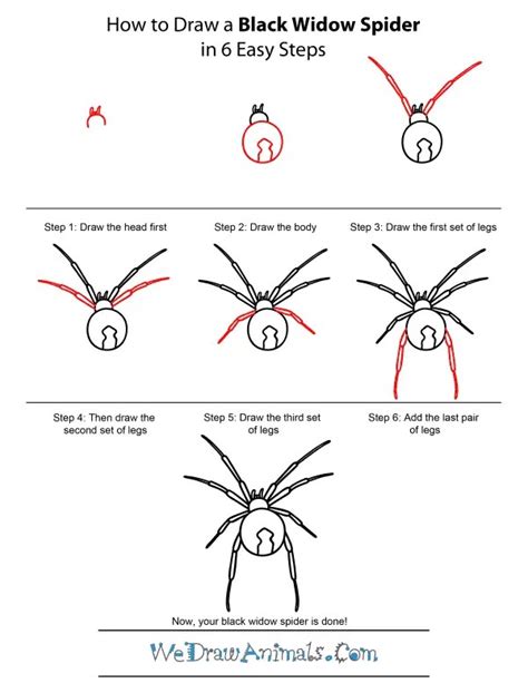 How To Draw A Black Widow Spider Step By Step At Drawing Tutorials