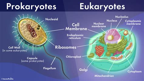 what s the difference between prokaryotic and eukaryotic cells howstuffworks