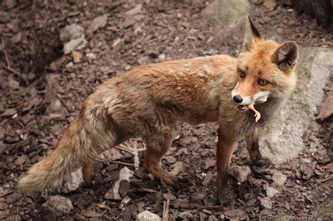But, like any other dog, foxes will chase cats. Know What Foxes Eat? We Guess You Don't - Animal Sake
