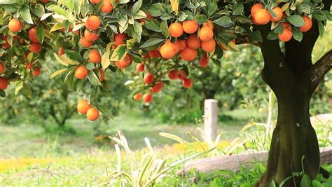 Orange Fruit Tree Stockvideo Von Orange Fruit Hanging On The Tree