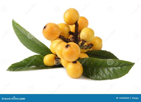 Loquat Fruit Stock Photo Image Of Branch Healthy Medlar 14443422