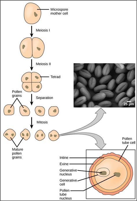 32 3 plant reproductive development and structure sexual reproduction in angiosperms