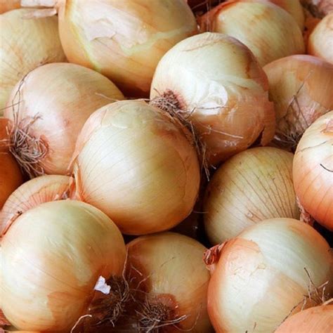 Grow bulb onions in full sun. Yellow Sweet Spanish Onion Plants for Sale | Free Shipping