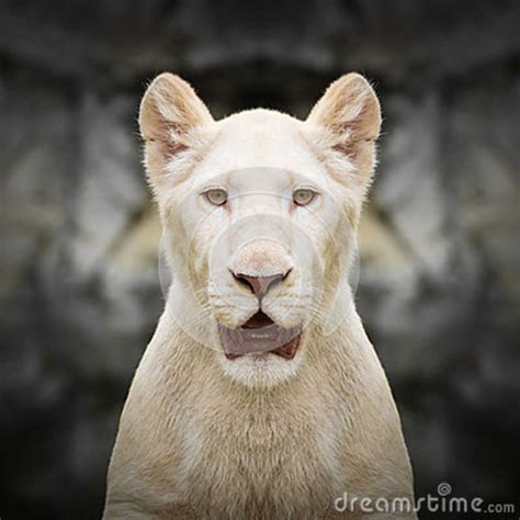 White Lion Face Close Up Stock Image Image Of Closeup 82728349