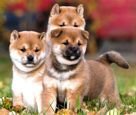 ɕiba inɯ) is a breed of hunting dog from japan. 7 Fun Facts About The Striking Shiba Inu - Furry Babies