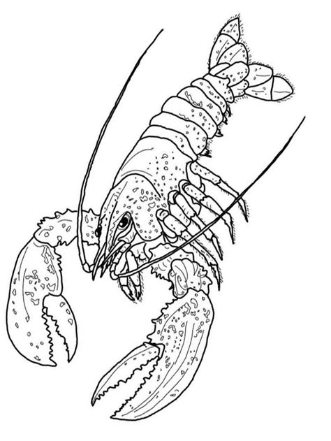 Check spelling or type a new query. Lobster Coloring Pages Print (Dengan gambar)