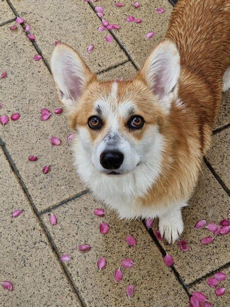 Premium Photo Corgi Dog Smile And Happy In Spring Rainy Day