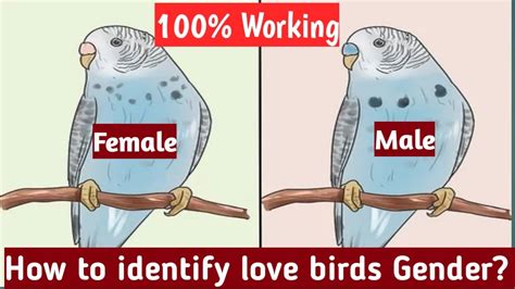 How To Identify Love Birds Gender 100 Working Part 1 Pbi Youtube