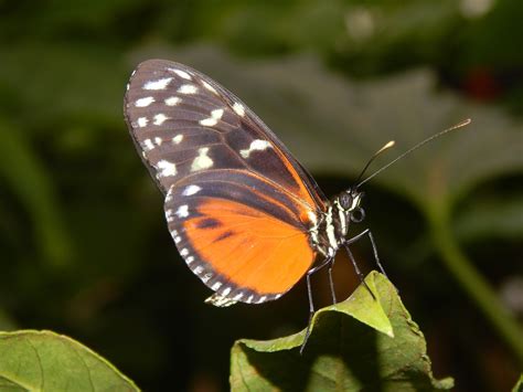 2560x1440 Wallpaper Orange Monarch Butterfly Peakpx