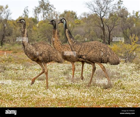 Group Of Three Emus Wandering Across Landscape With Carpet Of Low White