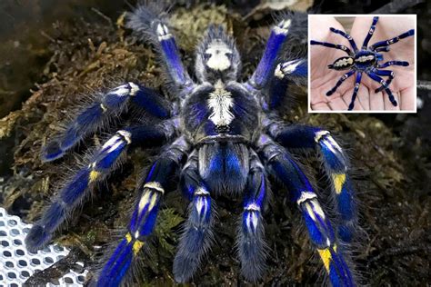 Endangered Blue Tarantula With Venomous Bite Crawls Over Owners Arm