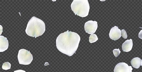 White Rose Petals Falling Loop Motion Graphics Videohive