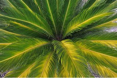 Palm Leaves Leaf Tree Wallpapers Coconut Nature