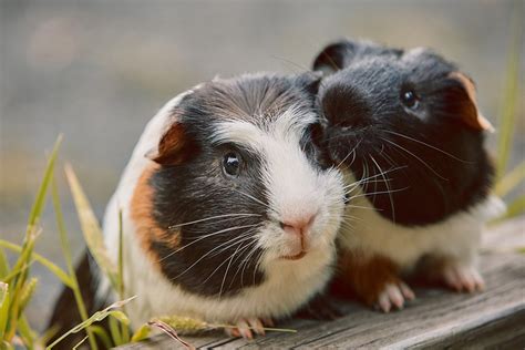 Introducing A New Guinea Pig Supreme Petfoods