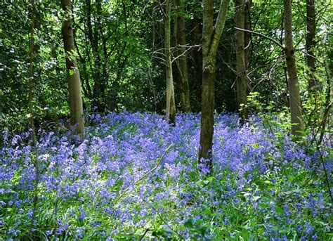 The Best Sussex Bluebell Woods The Travelbunny