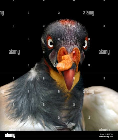 King Vulture Sarcoramphus Papa This New World Vulture Inhabits Tropical Lowland Forests In