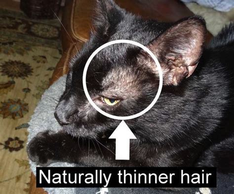 37 Top Pictures Cat Hair Loss Patches On Head Hair Loss In Cats